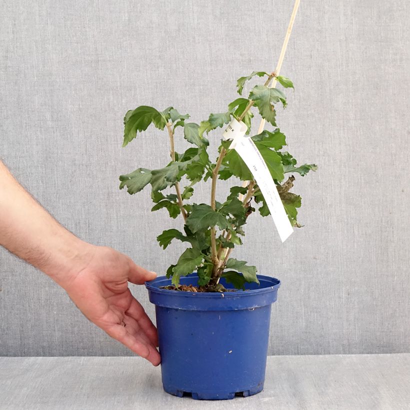 Exemplar von Garten-Hibiscus Hibisa Blanco - Hibiscus syriacus Topf mit 3L/4L wie im Herbst geliefert