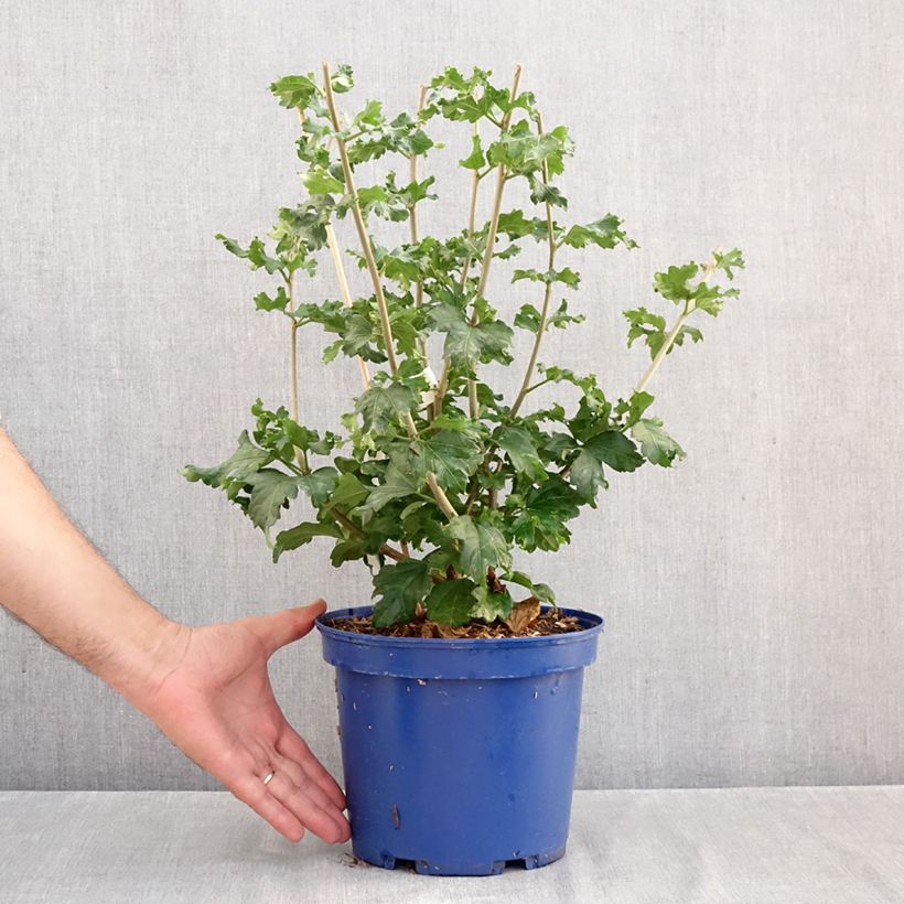 Exemplar von Garten-Hibiscus Hibisa Cocktail - Hibiscus syriacus Topf mit 3L/4L wie im Herbst geliefert