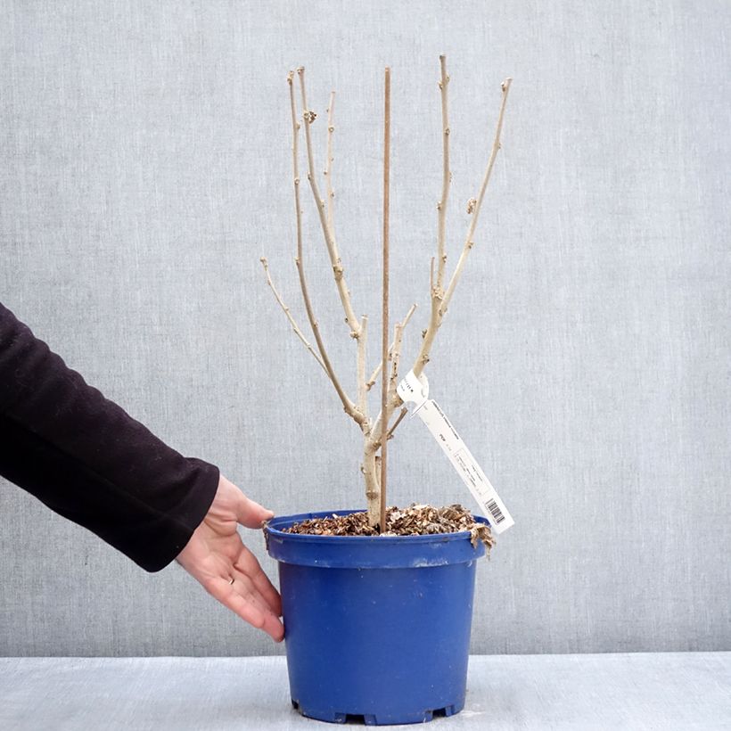 Exemplar von Garten-Hibiscus Hibisa Rosada - Hibiscus syriacus Topf mit 3L/4L wie im Winter geliefert