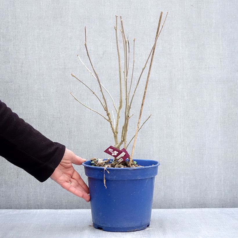 Exemplar von Garten-Hibiscus Hibisa Sangria - Hibiscus syriacus Topf mit 3L/4L wie im Winter geliefert