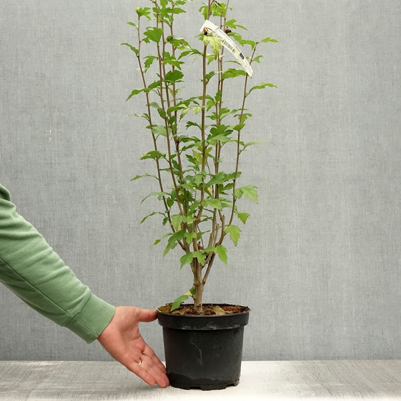 Exemplar von Garten-Hibiscus Lady Stanley - Hibiscus syriacus Topf mit 3L/4L wie im Sommer geliefert