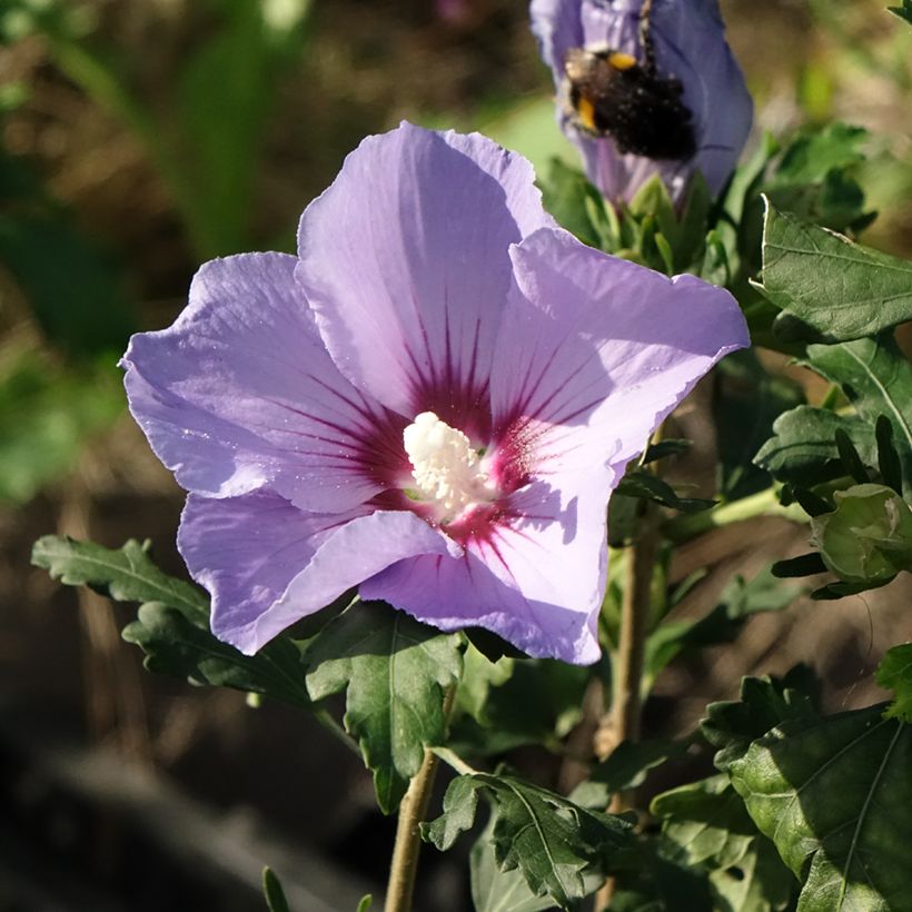 Garten-Hibiscus Marina - Hibiscus syriacus (Blüte)