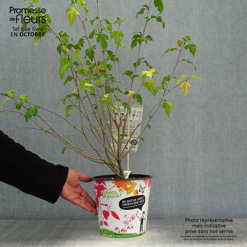 Exemplar von Garten-Hibiscus Pinky Spot - Hibiscus syriacus Topf mit 4L/5L wie im Herbst geliefert