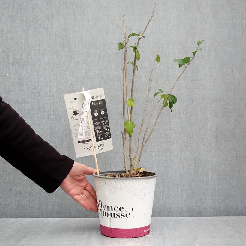 Exemplar von Garten-Hibiscus Pompei - Hibiscus syriacus Topf mit 4L/5L wie im Herbst geliefert