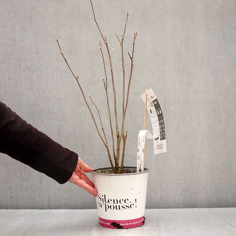 Exemplar von Garten-Hibiscus Pompei - Hibiscus syriacus Topf mit 4L/5L wie im Winter geliefert