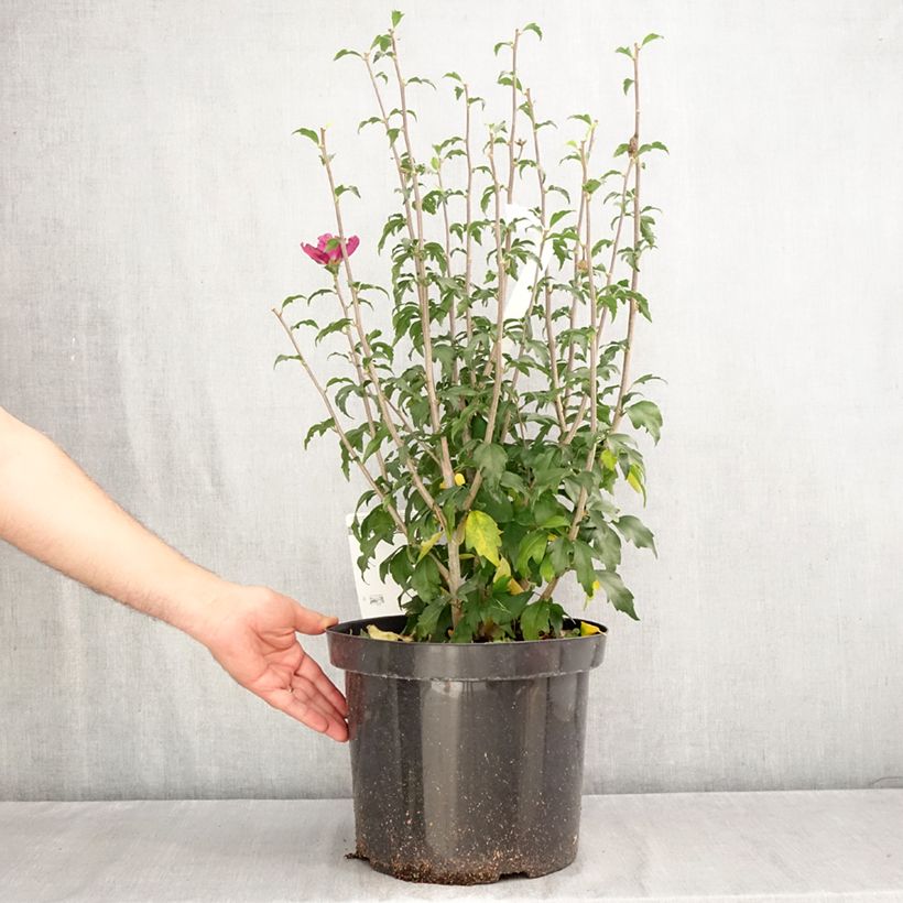 Exemplar von Garten-Hibiscus Purple Ruffles - Hibiscus syriacus Topf mit 7,5L/10L wie im Herbst geliefert