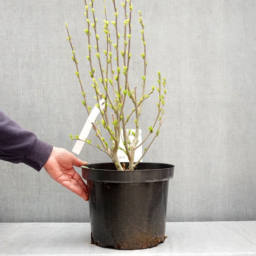 Exemplar von Garten-Hibiscus Purple Ruffles - Hibiscus syriacus Topf mit 7,5L/10L wie im Frühjahr geliefert