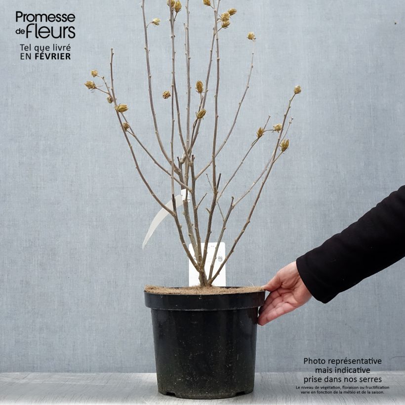 Exemplar von Garten-Hibiscus Shintaeyang - Hibiscus syriacus Topf mit 7,5L/10L wie im Winter geliefert