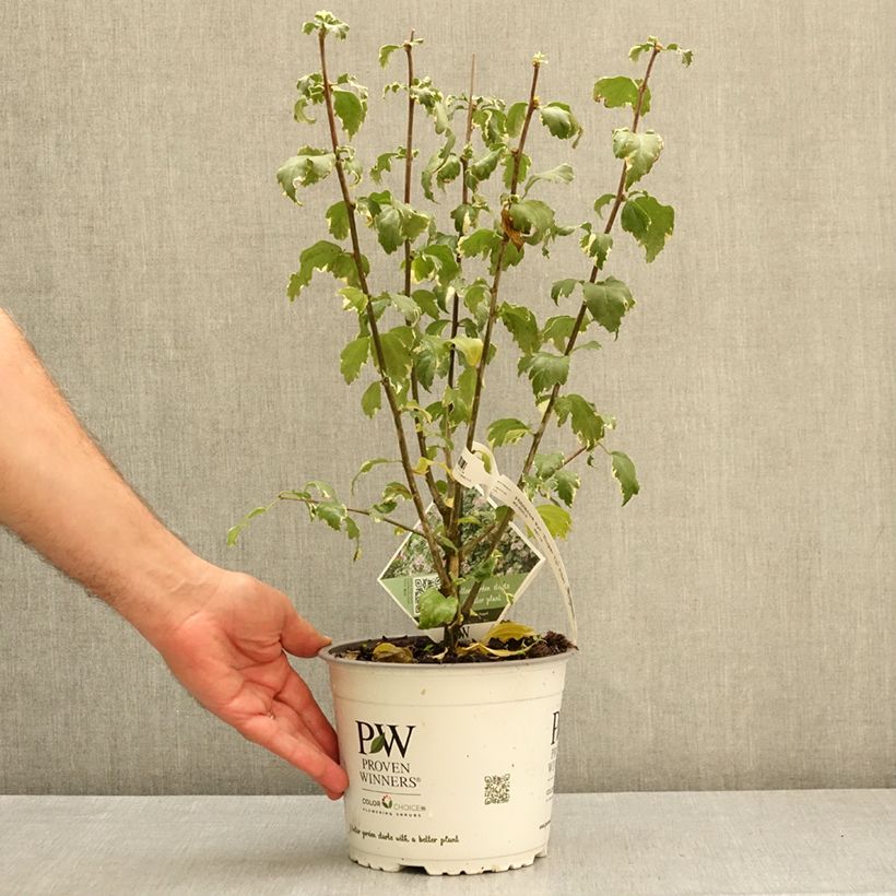 Exemplar von Garten-Hibiscus Sugar Tip - Hibiscus syriacus Topf mit 3L/4L wie im Herbst geliefert