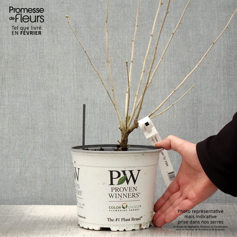 Exemplar von Garten-Hibiscus Sugar Tip - Hibiscus syriacus Topf mit 3L/4L wie im Winter geliefert