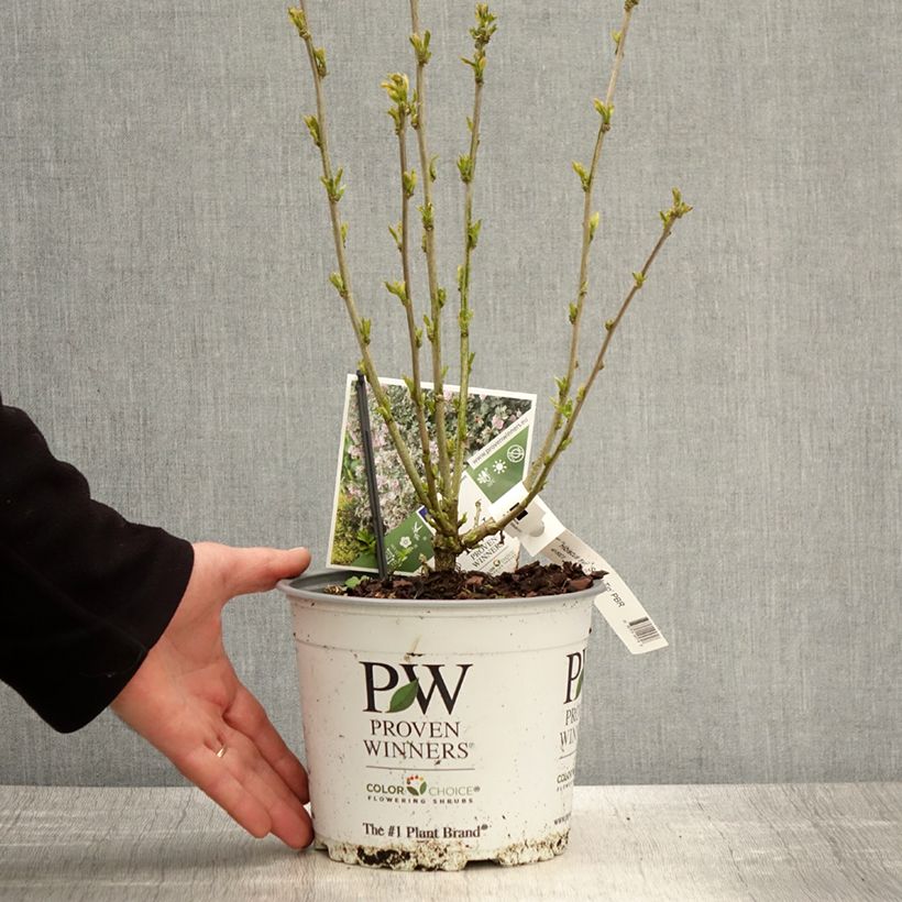 Exemplar von Garten-Hibiscus Sugar Tip - Hibiscus syriacus Topf mit 3L/4L wie im Frühjahr geliefert