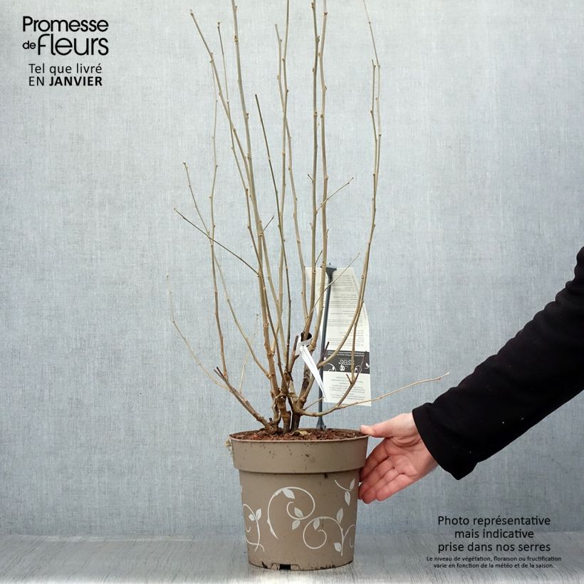 Exemplar von Garten-Hibiscus Three Sisters Mix - Hibiscus syriacus Topf mit 6L/7L wie im Winter geliefert