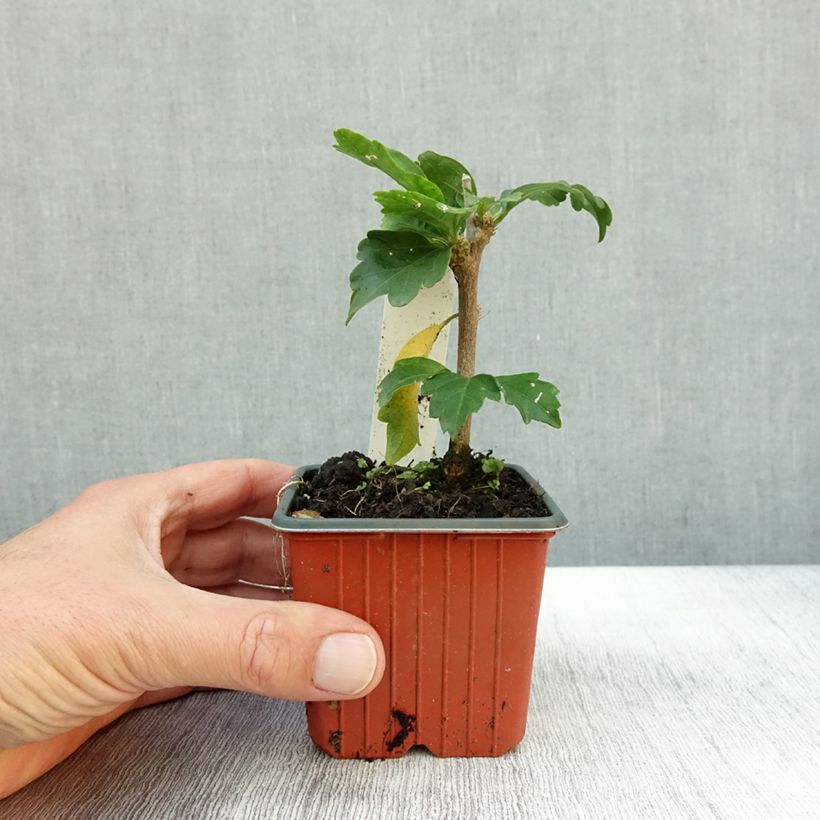 Exemplar von Garten-Hibiscus Woodbridge - Hibiscus syriacus Kleine Töpfe von 8/9 cm wie im Herbst geliefert