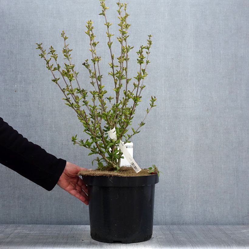 Exemplar von Garten-Hibiscus Woodbridge - Hibiscus syriacus Topf mit 6L/7L wie im Frühjahr geliefert