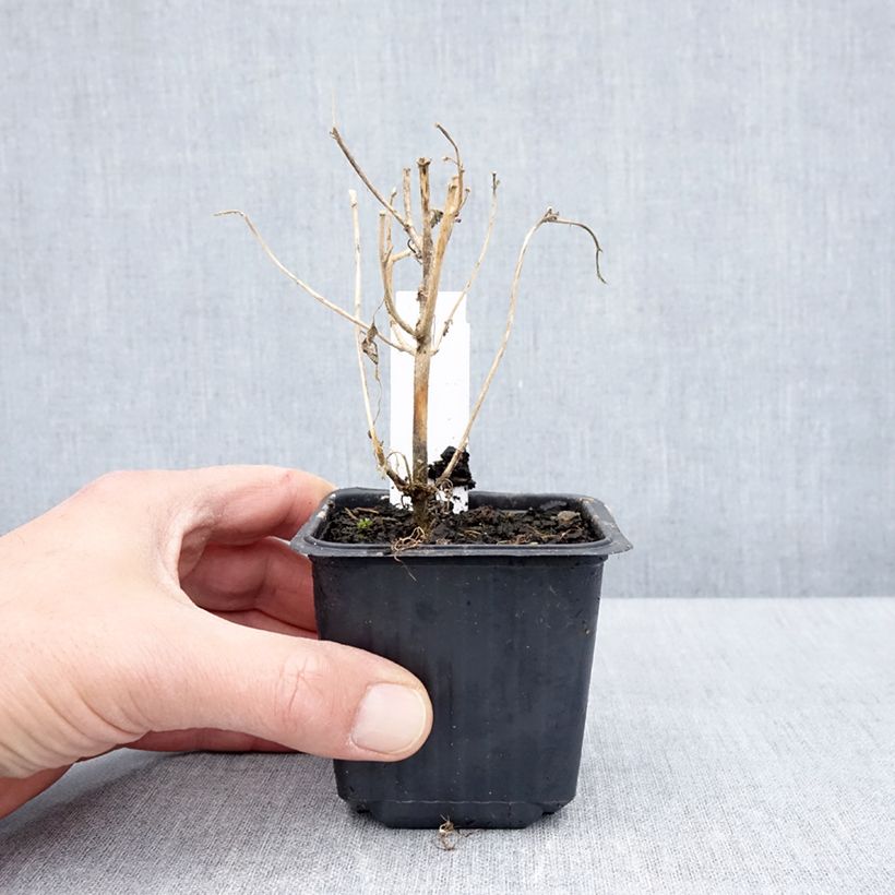 Exemplar von Hibiscus trionum - Stundenblume Kleine Töpfe von 8/9 cm wie im Frühjahr geliefert