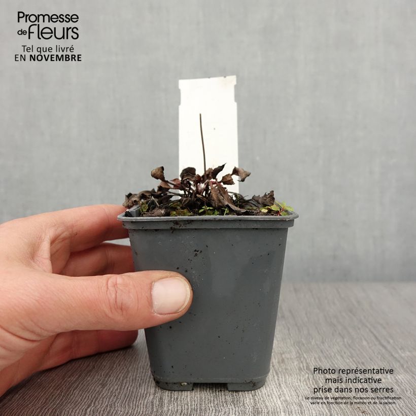 Exemplar von Hieracium maculatum - Geflecktes Habichtskraut Kleine Töpfe von 8/9 cm wie im Herbst geliefert