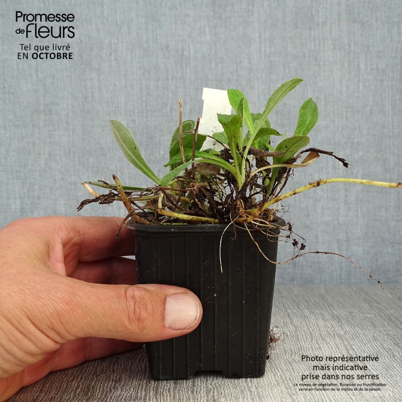 Exemplar von Hieracium pilosella - Kleines Habichtskraut Kleine Töpfe von 8/9 cm wie im Herbst geliefert