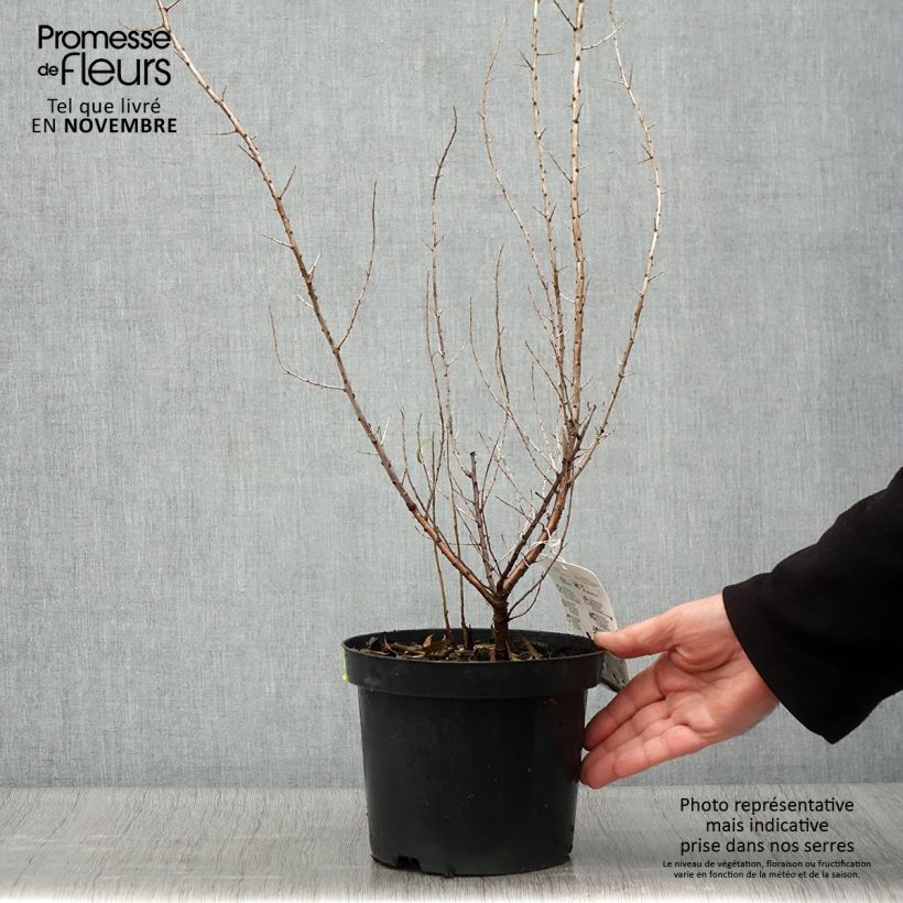 Exemplar von Sanddorn - Hippophae rhamnoides Topf mit 2L/3L wie im Herbst geliefert