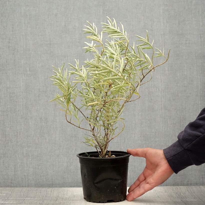 Exemplar von Sanddorn - Hippophae rhamnoides Topf mit 2L/3L wie im Sommer geliefert