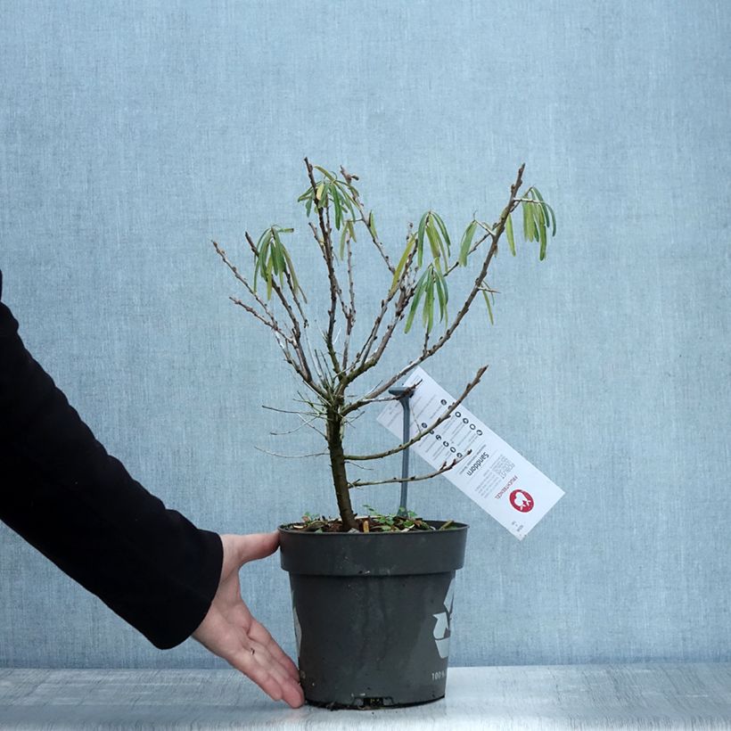 Exemplar von Sanddorn Botanica - Hippophae rhamnoides Topf mit 3L/4L wie im Herbst geliefert
