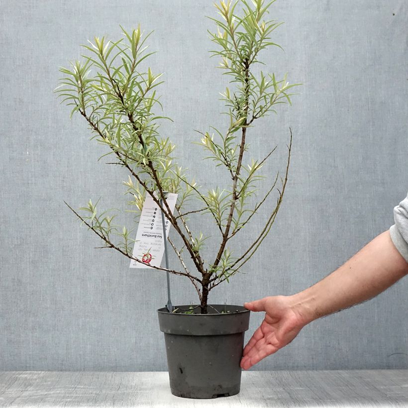 Exemplar von Sanddorn Botanica - Hippophae rhamnoides Topf mit 3L/4L wie im Sommer geliefert