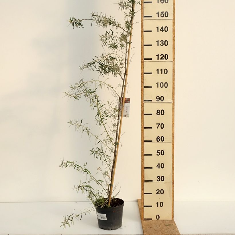 Exemplar von Sanddorn Frugana - Hippophae rhamnoides Topf mit 4L/5L, Strauch/Busch, mehrstämmig wie im Sommer geliefert