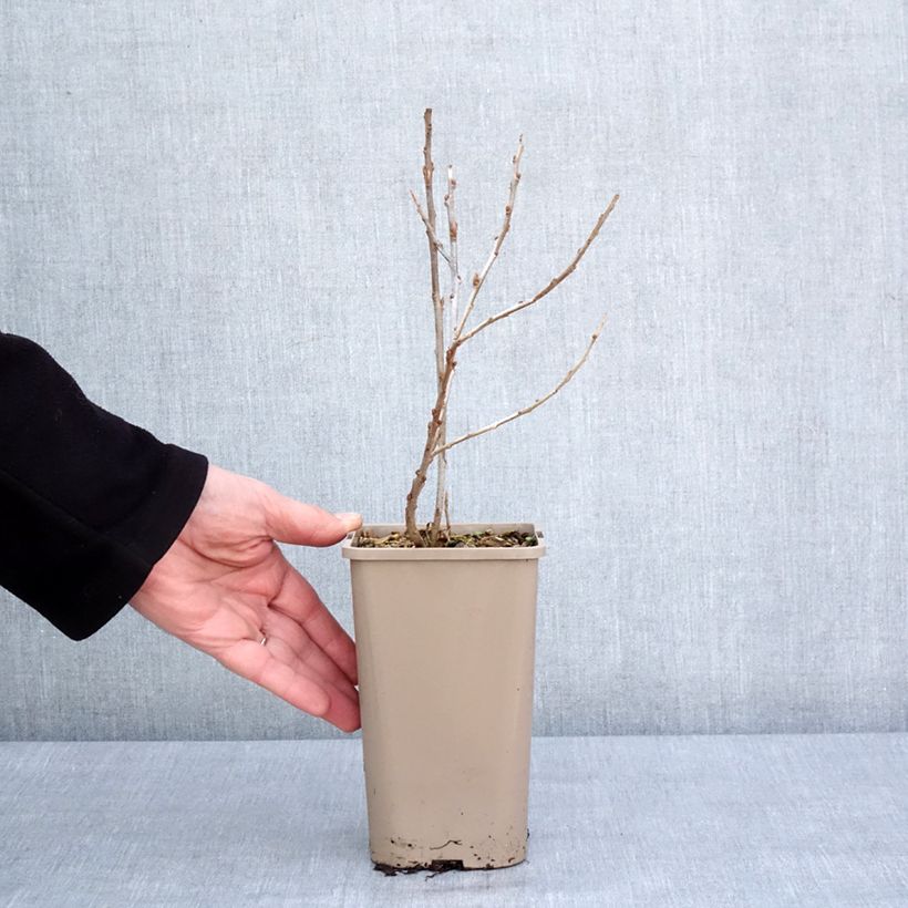 Exemplar von Sanddorn Garden's Gift - Hippophae rhamnoides Topf mit 1,5L/2L, Strauch/Busch, mehrstämmig wie im Winter geliefert