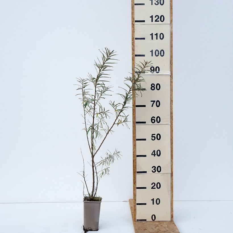 Exemplar von Sanddorn Garden's Gift - Hippophae rhamnoides Topf mit 1,5L/2L, Strauch/Busch, mehrstämmig wie im Herbst geliefert