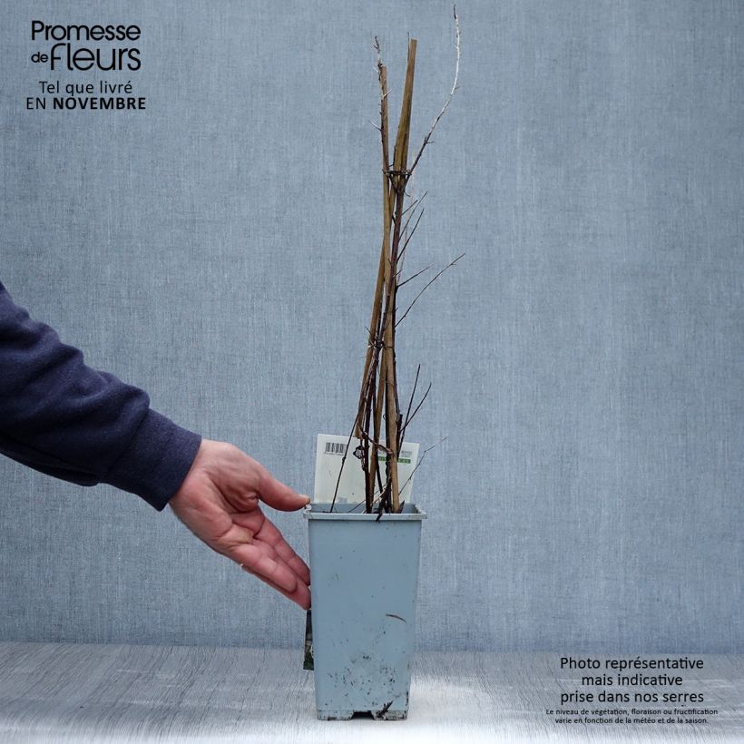 Exemplar von Sanddorn Leikora - Hippophae rhamnoides Topf mit 1,5L/2L wie im Herbst geliefert
