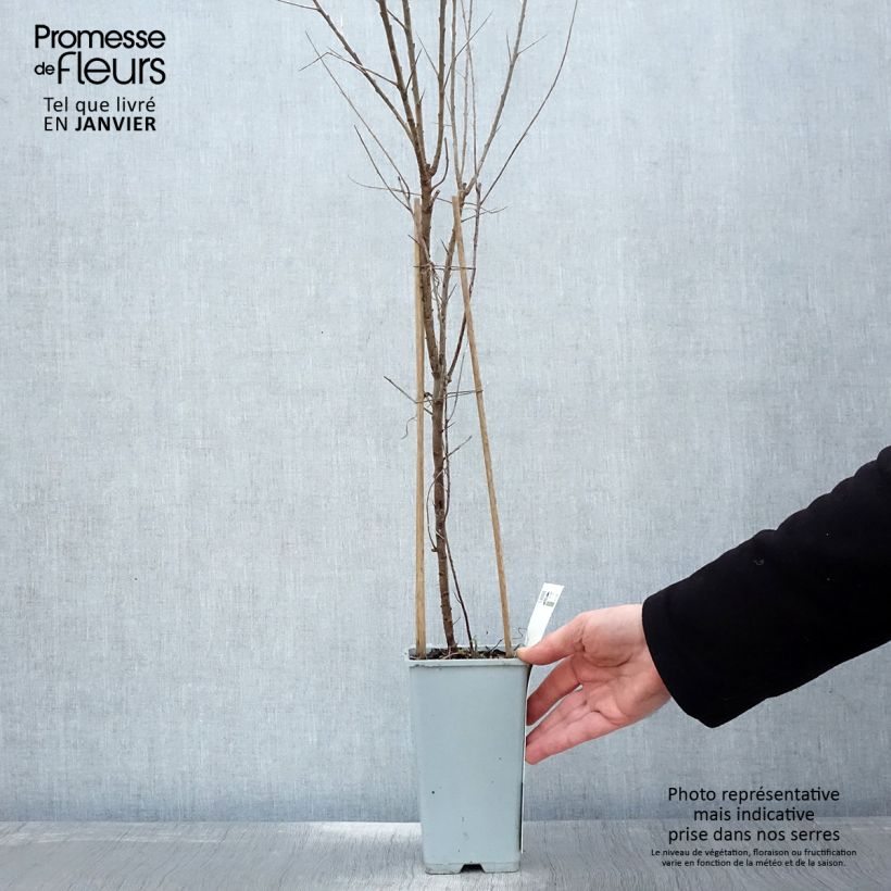 Exemplar von Sanddorn Leikora - Hippophae rhamnoides Topf mit 1,5L/2L wie im Winter geliefert