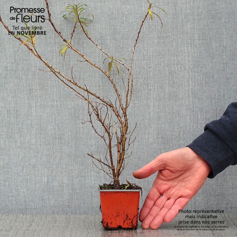 Exemplar von Sanddorn Leikora - Hippophae rhamnoides Kleine Töpfe von 8/9 cm wie im Herbst geliefert