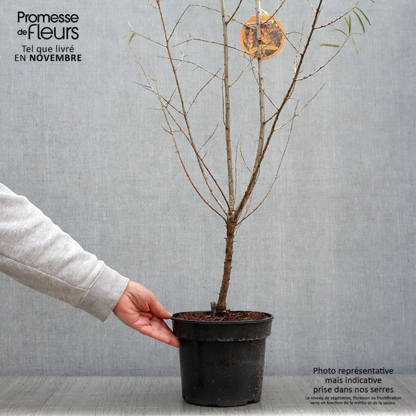 Exemplar von Sanddorn Orange Energy 'Hagebo' - Hippophae rhamnoides Topf mit 3L/4L wie im Herbst geliefert