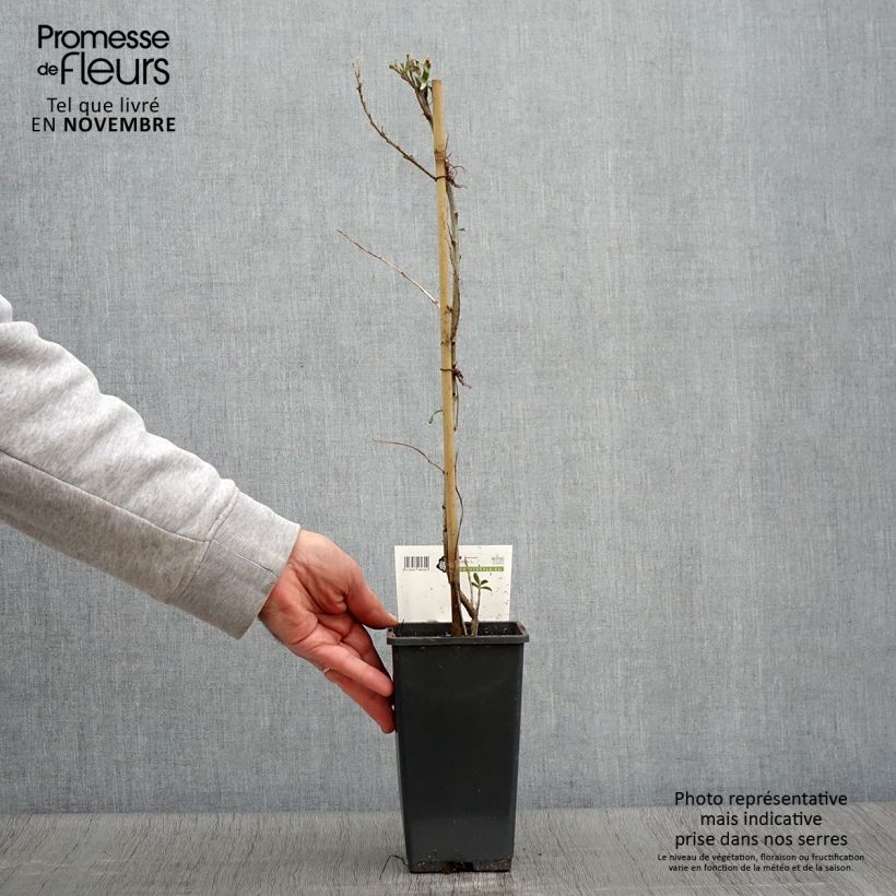 Exemplar von Sanddorn Pollmix - Hippophae rhamnoides Topf mit 1,5L/2L wie im Herbst geliefert