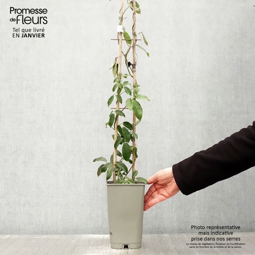 Exemplar von Holboellia coriacea Topf mit 2L/3L wie im Winter geliefert