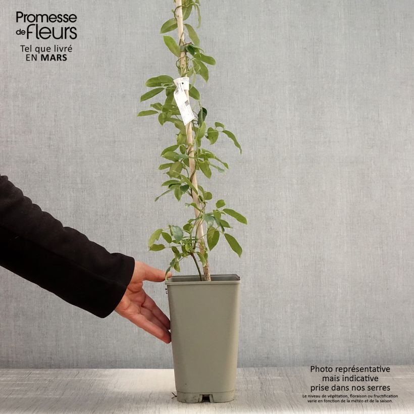 Exemplar von Holboellia coriacea Topf mit 2L/3L wie im Frühjahr geliefert