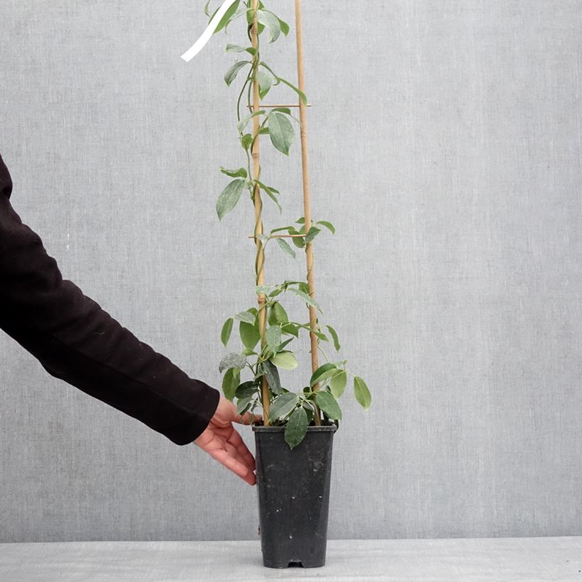 Exemplar von Holboellia traversii - Holboellie Topf mit 3L/4L wie im Winter geliefert