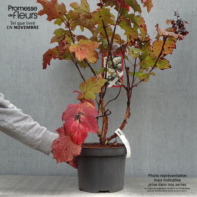 Exemplar von Eichenblatt-Hortensie Bultinks Giant Flowers - Hydrangea quercifolia Topf mit 7,5L/10L wie im Herbst geliefert