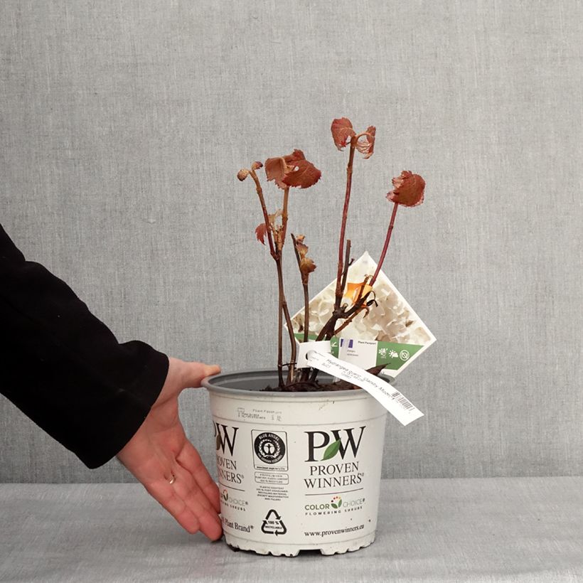 Exemplar von Eichenblatt-Hortensie Gatsby Moon - Hydrangea quercifolia Topf mit 2L/3L wie im Winter geliefert