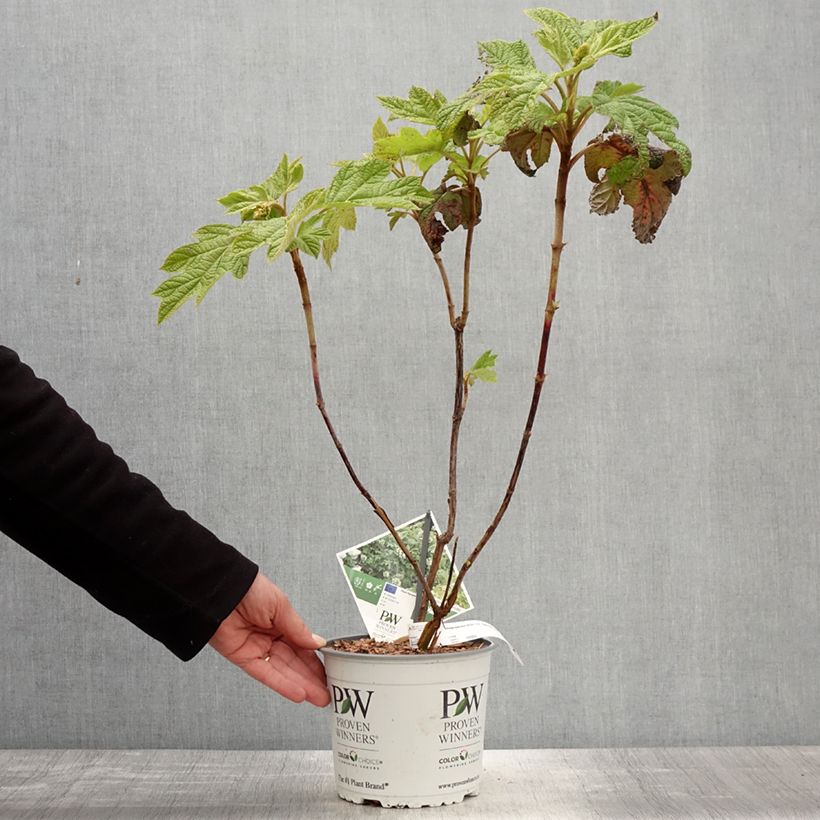 Exemplar von Eichenblatt-Hortensie - Hydrangea quercifolia Gatsby Star wie im Frühjahr geliefert
