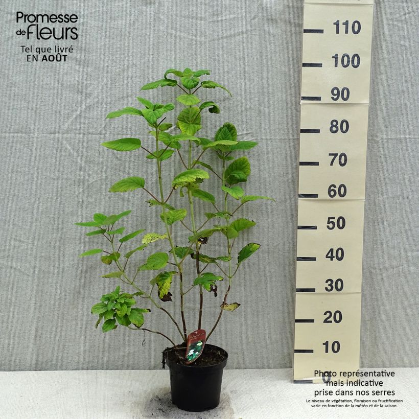 Exemplar von Ballhortensie Hills Of Snow - Hydrangea arborescens Topf mit 2L/3L wie im Sommer geliefert