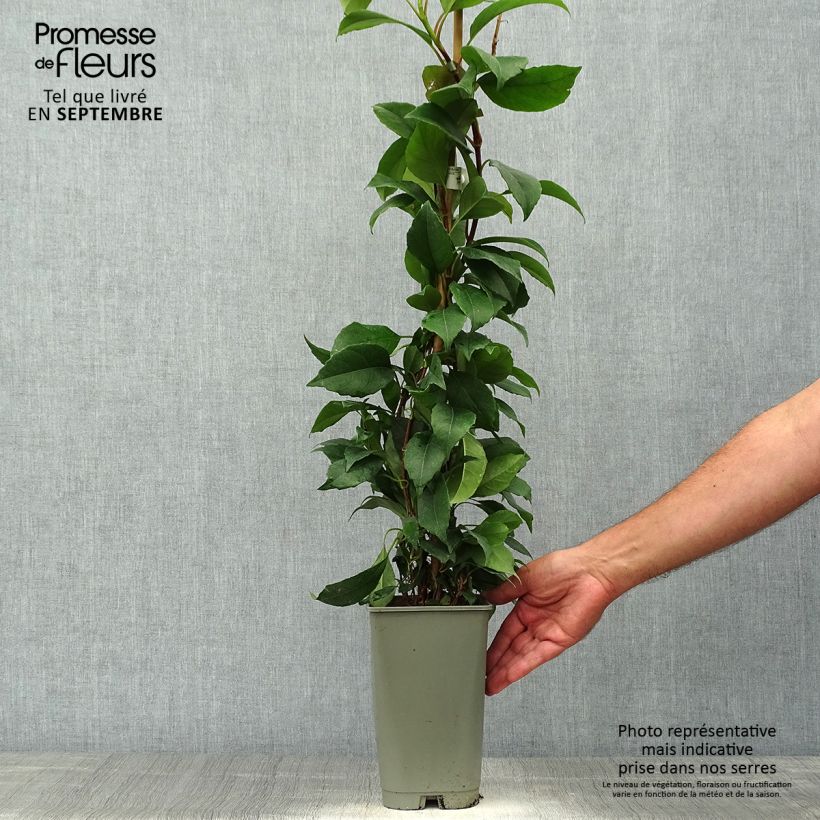 Exemplar von Hydrangea seemanii Topf mit 2L/3L wie im Herbst geliefert