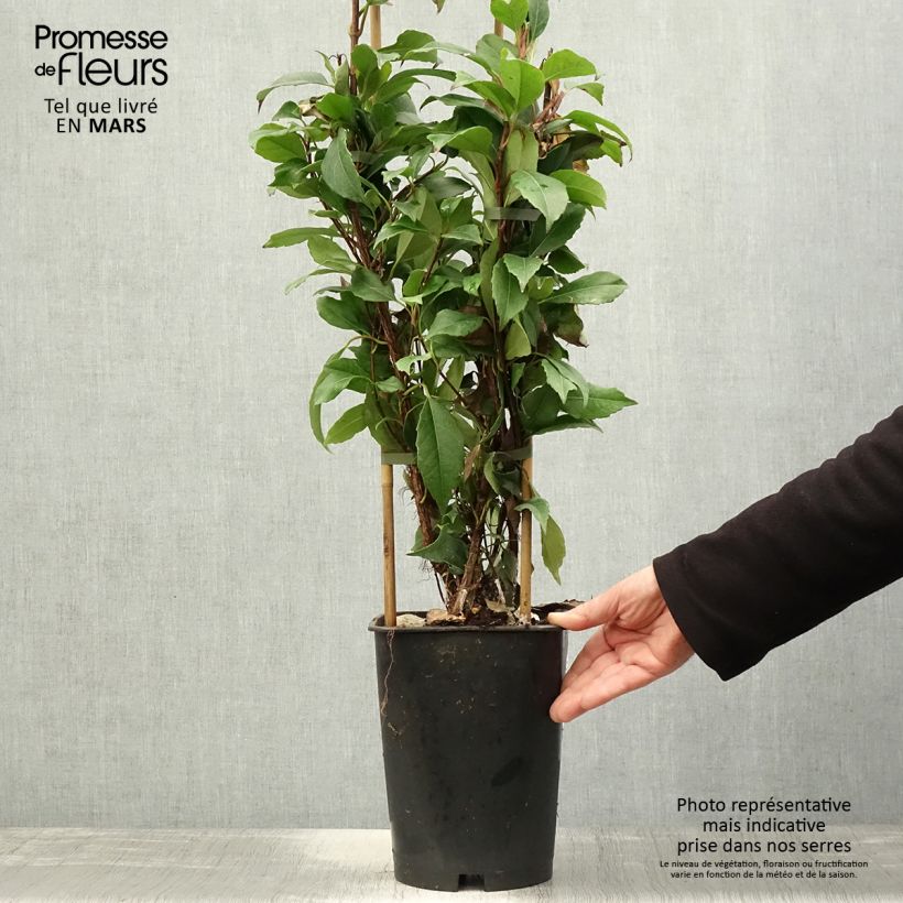 Exemplar von Hydrangea seemanii Topf mit 6L/7L wie im Frühjahr geliefert