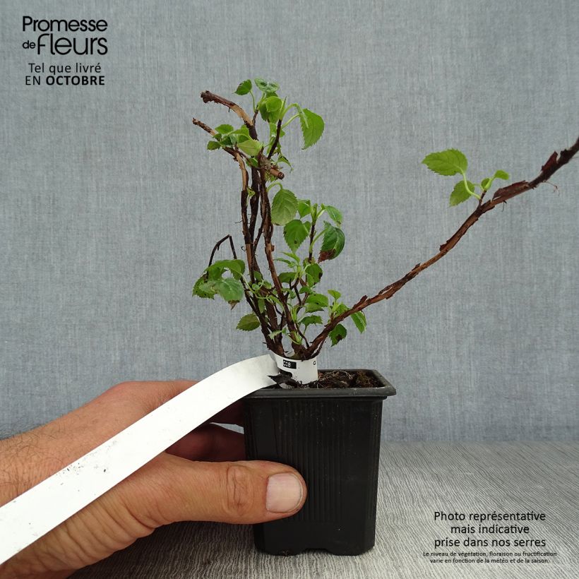 Exemplar von Hydrangea anomala ssp. petiolaris - Kletter-Hortensie Kleine Töpfe von 8/9 cm wie im Herbst geliefert