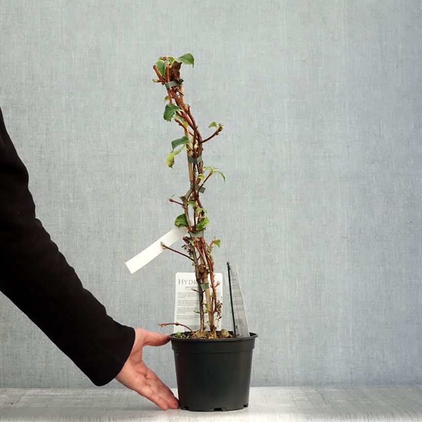 Exemplar von Hydrangea anomala petiolaris Miranda - Kletter-Hortensie Topf mit 2L/3L wie im Herbst geliefert