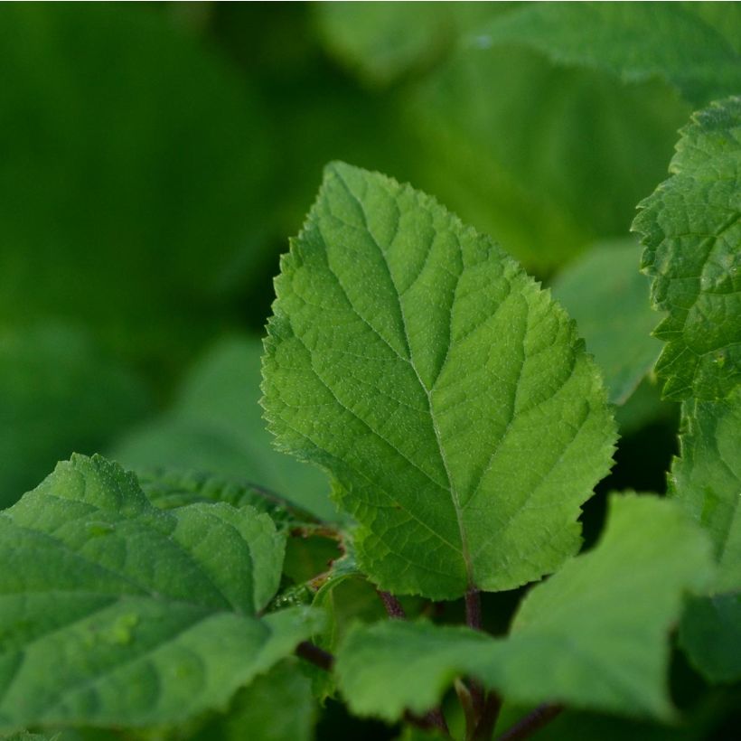 Schneeballhortensie Annabelle - Hydrangea arborescens (Laub)