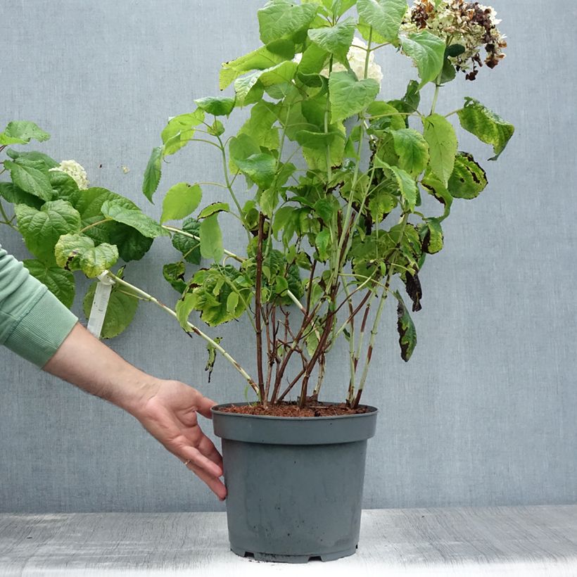 Exemplar von Schneeballhortensie Annabelle - Hydrangea arborescens Topf mit 6L/7L wie im Sommer geliefert