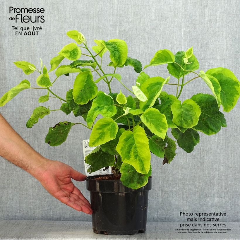 Exemplar von Ballhortensie Golden Annabelle - Hydrangea arborescens Topf mit 3L/4L wie im Sommer geliefert