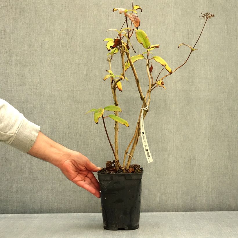 Exemplar von Hydrangea aspera Anthony Bullivant - Samthortensie Topf mit 1,5L/2L wie im Herbst geliefert