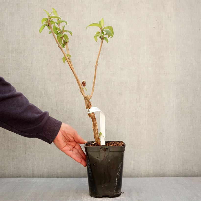 Exemplar von Hydrangea aspera Anthony Bullivant - Samthortensie Topf mit 1,5L/2L wie im Frühjahr geliefert