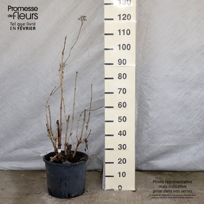 Exemplar von Hydrangea aspera Macrophylla - Samthortensie Topf mit 12L/15L wie im Winter geliefert